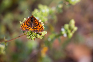 Butterfly On Oregano