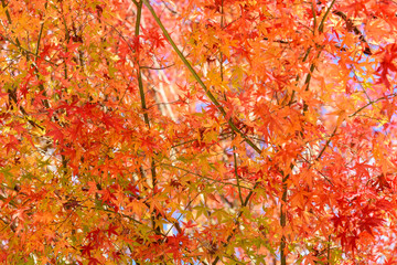 写真素材：法泉寺、紅葉、秋、もみじ、かえで、風景