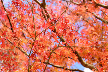 写真素材：法泉寺、紅葉、秋、もみじ、かえで、風景