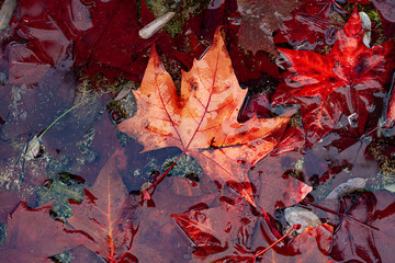 FROZEN TREE LEAVES ON POND WATER IN MADRID PARK. AUTUMN COLORS 