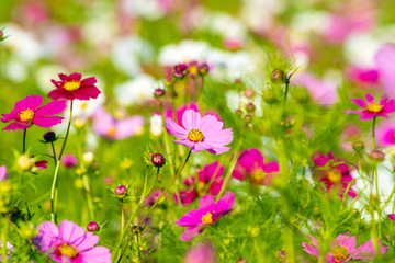 コスモス畑