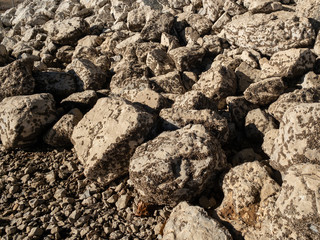 Invasive zebra mussels covering rocks that have been exposed by receded flood waters