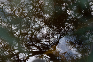 pine tree and sky reflected in water