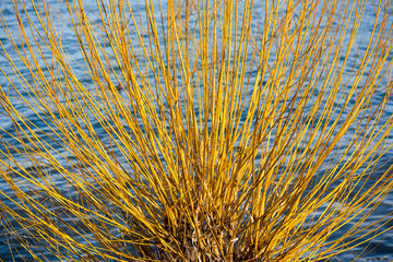 bright yellow branches in front of water