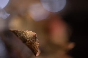 autumn leaf with lights and bokeh in background
