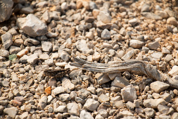 Grasshopper Camouflaged 2