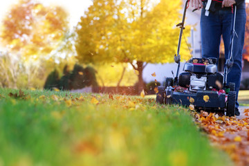 Mowing the grass with a lawn mower in sunny autumn. Gardener cuts the lawn in the garden - obrazy, fototapety, plakaty