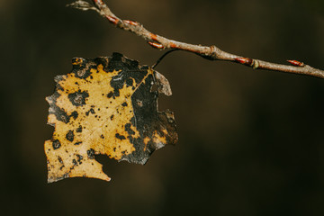 Isolated yellow Aspen leaf with poplar necrosis.