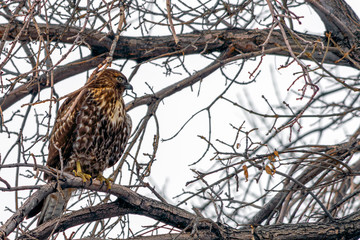 Juvenile Bald Eagle perched in a Barron tree during winter.