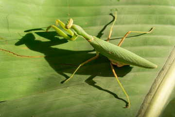 Mantodea on the banana leaf with morning light