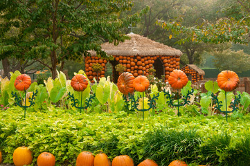 Pumpkins at the Arboretum