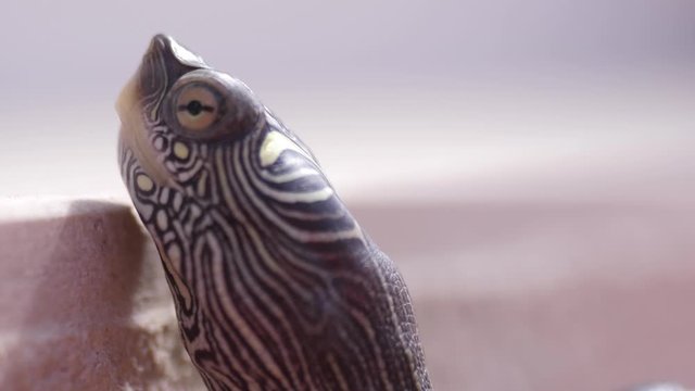 small turtle macro shot 4k