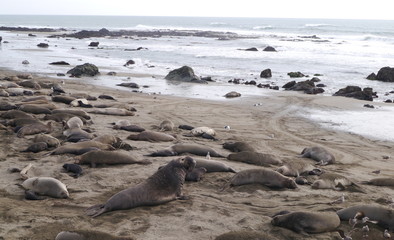 Wildlife