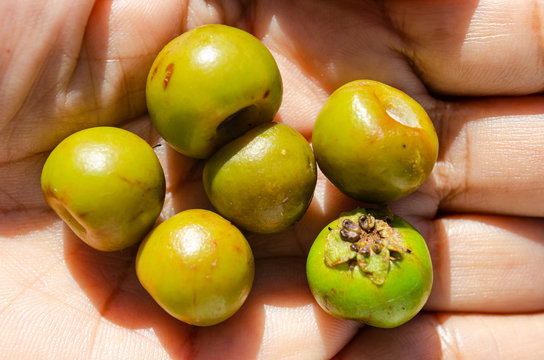 Hogberries In Palm Of Hand