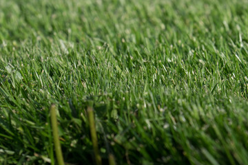 Fresh cut grass lawn close up