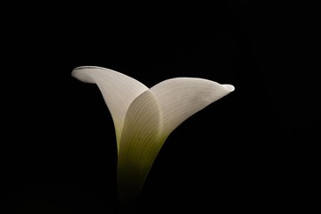 Calla lily with black background and dramatic light close up