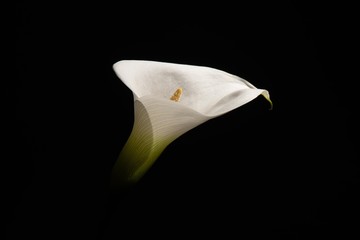 Calla lily with black background and dramatic light close up