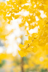 Naklejka na ściany i meble Autumn golden ginkgo leaves background