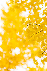 Autumn golden ginkgo leaves background
