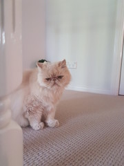 Fototapeta premium Sad Cat