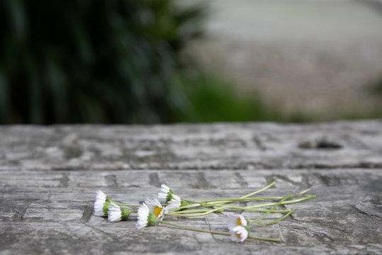Wild daisies  on a rustic picnic table out doors 