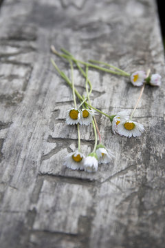 Wild daisies  on a rustic picnic table out doors 
