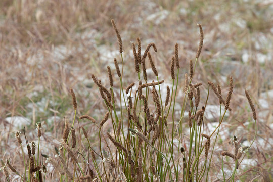 Close up of wild grasses in New Zealand, South Island