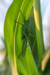 Great Green Bush-cricket (Tettigonia viridissima) on a corn leaf