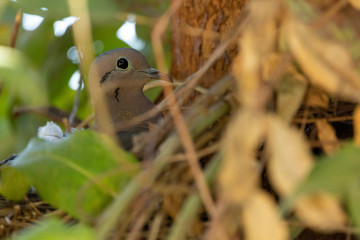 Eared Dove (Tortola Común) Laton Name: Zenaida Auriculata.