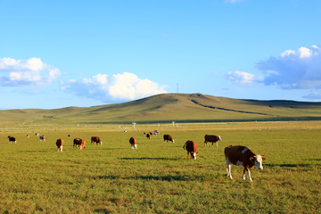 A herd of cattle are eating grass on the grassland