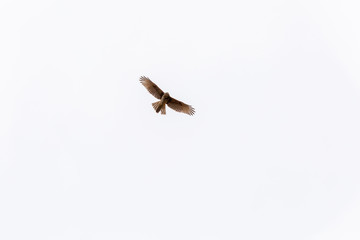 Fototapeta premium Harri´s Hawk (Peuco) Latin Name: Parabuteo Unicinctus