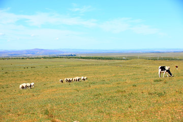 A herd of cattle are eating grass on the grassland