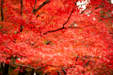 平林寺　紅葉