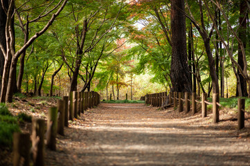Fototapeta premium 平林寺 紅葉