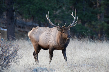 Naklejka na ściany i meble Elk in the meadows during the autumn season 