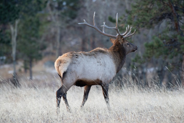 Elk in the meadows during the autumn season 