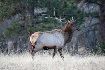 Elk in the meadows during the autumn season 