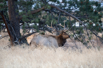 Elk in the meadows during the autumn season 