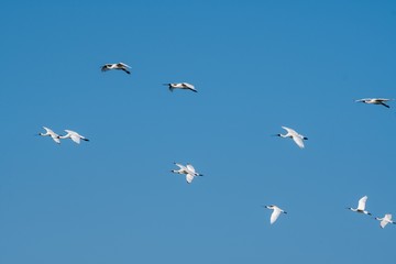 Black-faced Spoonbill for winter in Taiwan looking for food