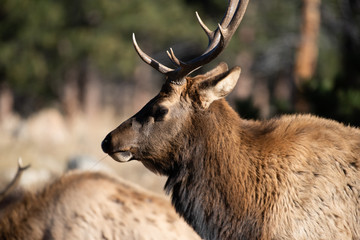 Elk in the meadows during the autumn season 
