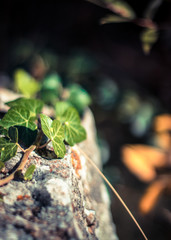 Heart shapes leaves, devils ivy, a strand standing on a old stone wall in nature, deep black escaping background.