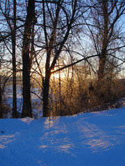 Sunrise in winter in the woods