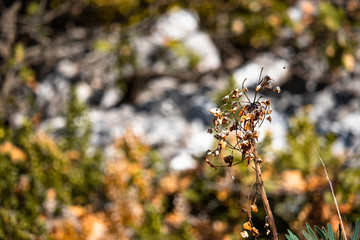 Autumn plant with forest in the background, yellow orange colors, rotting dying plant with orange leaves