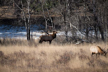 Elk in the meadows during the autumn season 