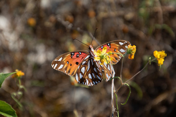 butterfly on a flower
