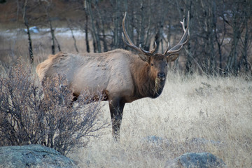 Elk in the meadows during the autumn season 