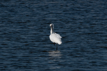 After a morning foraging, the black-faced spoonbill retracted one leg to rest and cleared its feathers.