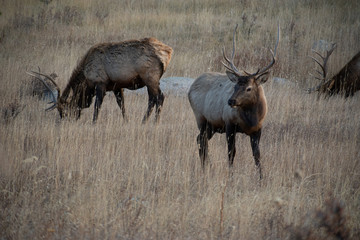 Elk in the meadows during the autumn season 