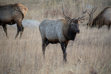 Elk in the meadows during the autumn season 