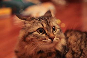 Striped cat frightened takes away ears